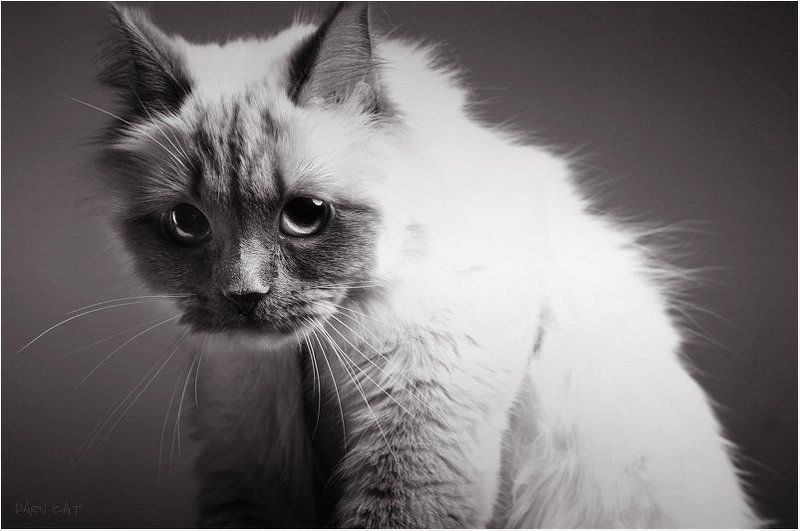 котик, демон, характер, студия, бу-у-у Бу-у-у фото превью