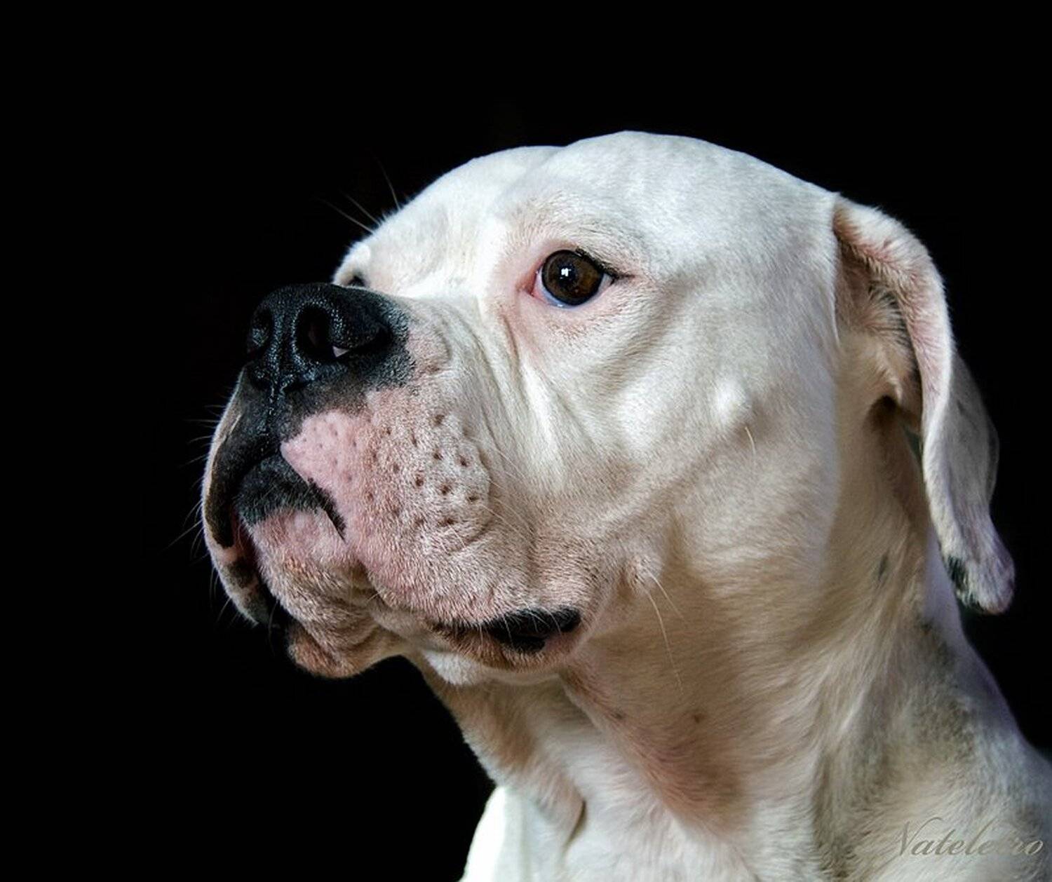 американский, бульдог, Nateletro