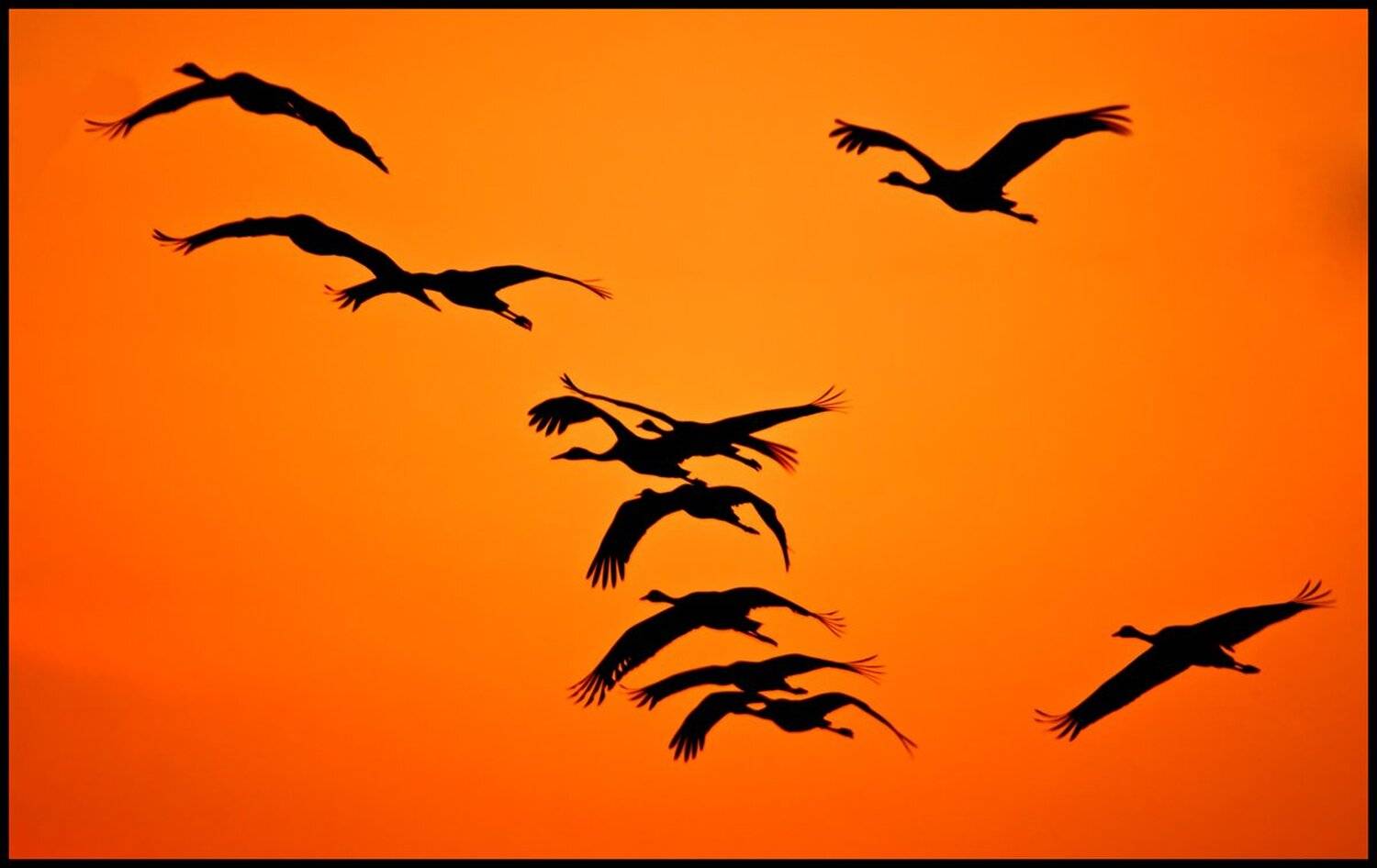 серый, журавль, grus, grus, ахула, израиль, перелетные, птицы, Elizabeth Etkind