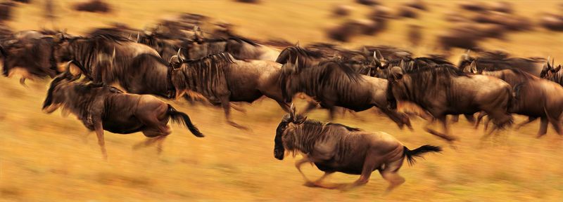 Виражи Великой миграции фото превью