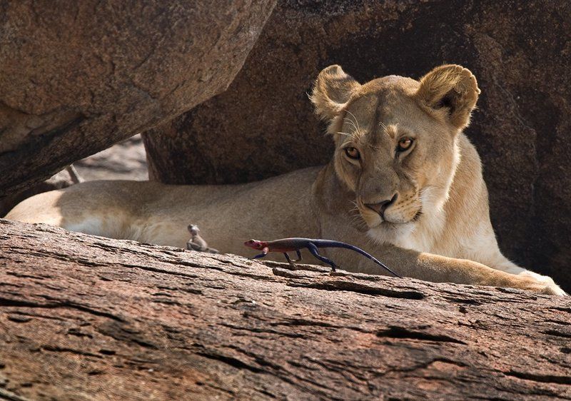 Разлеглись,тут...всякие... фото превью