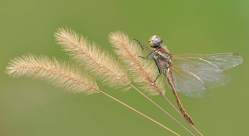 , Алена Шевцова