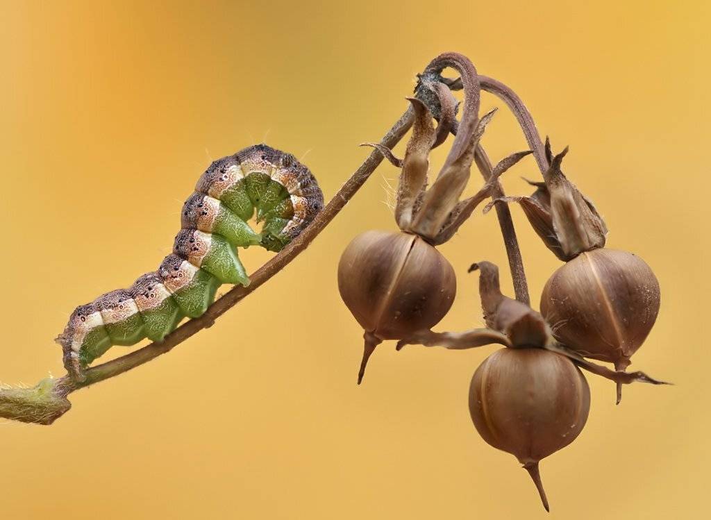 , Алена Шевцова