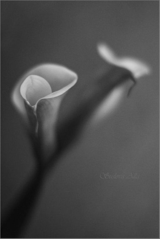 * память .... * фото превью