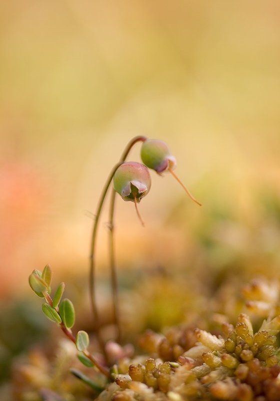 клюква, мох, болото Клюква в начале лета фото превью