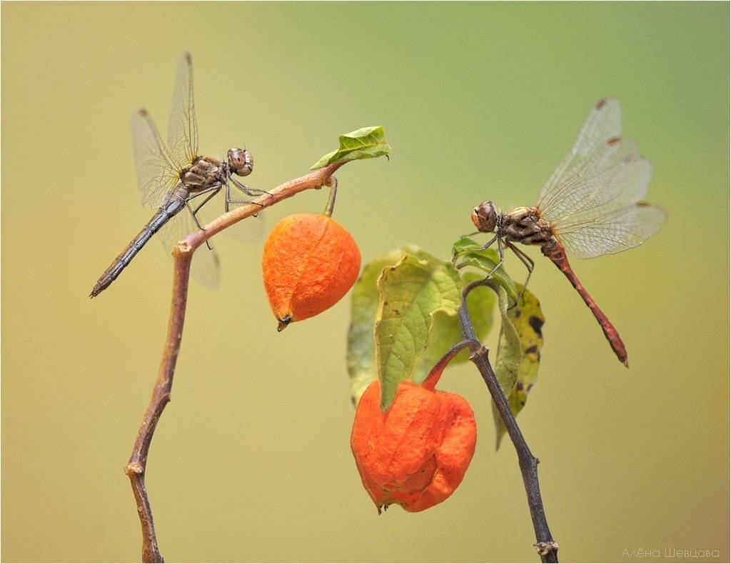 , Алена Шевцова