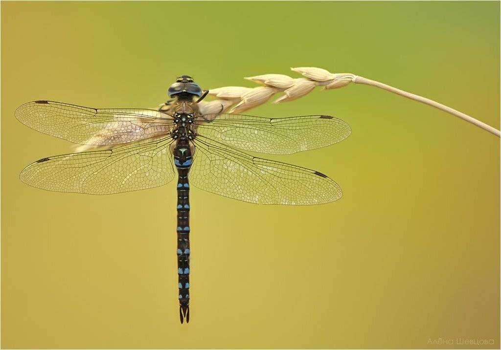 , Алена Шевцова