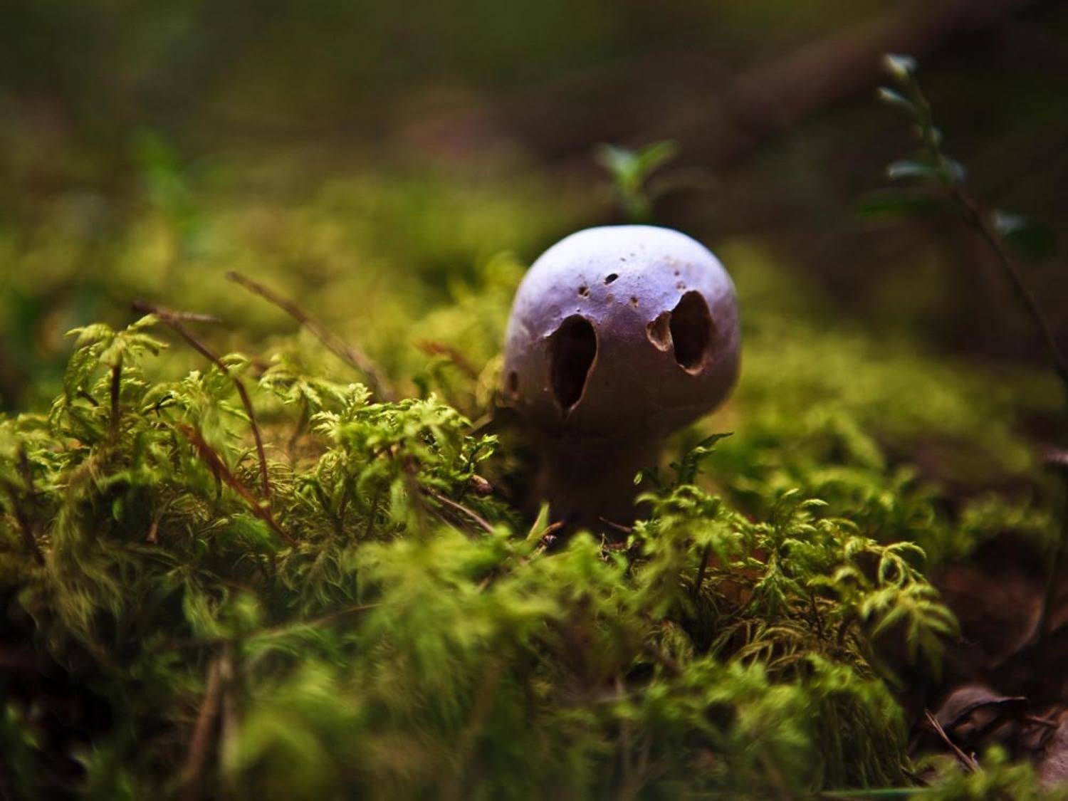 , Смирнов Павел