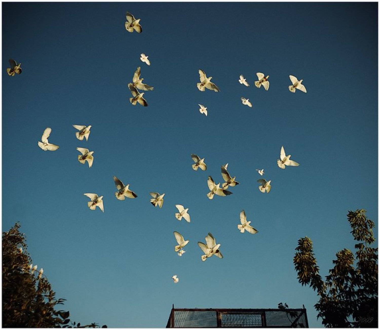 голуби, клетка, небо, Константин Дмитриев