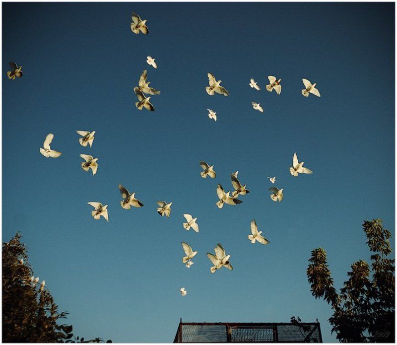 голуби, клетка, небо Фри? фото превью