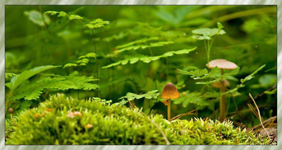 мох,грибы, Gleb