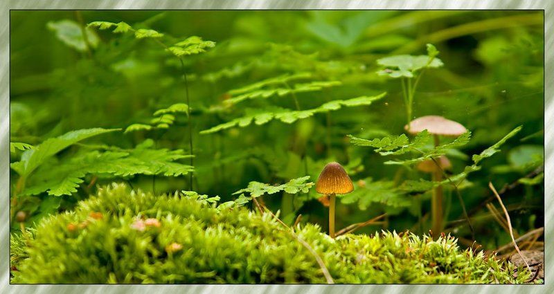 мох,грибы там где ... фото превью
