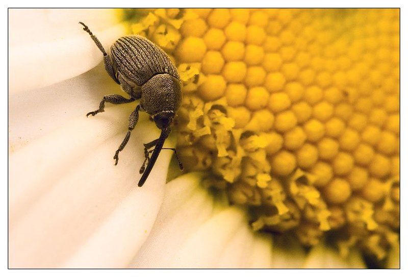 ромашка,долгоносик на поле... фото превью