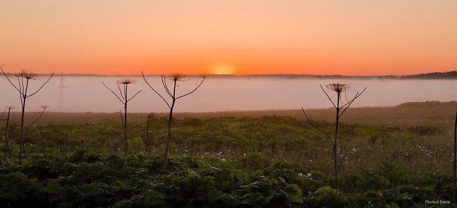 , Милый Ёжка