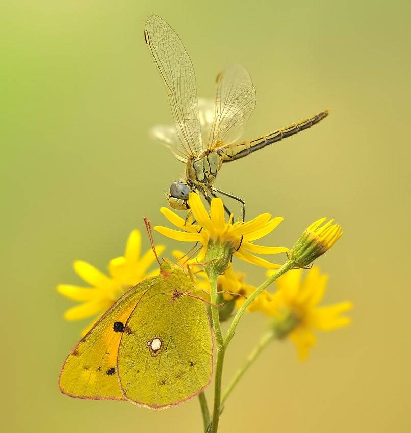 , Алена Шевцова