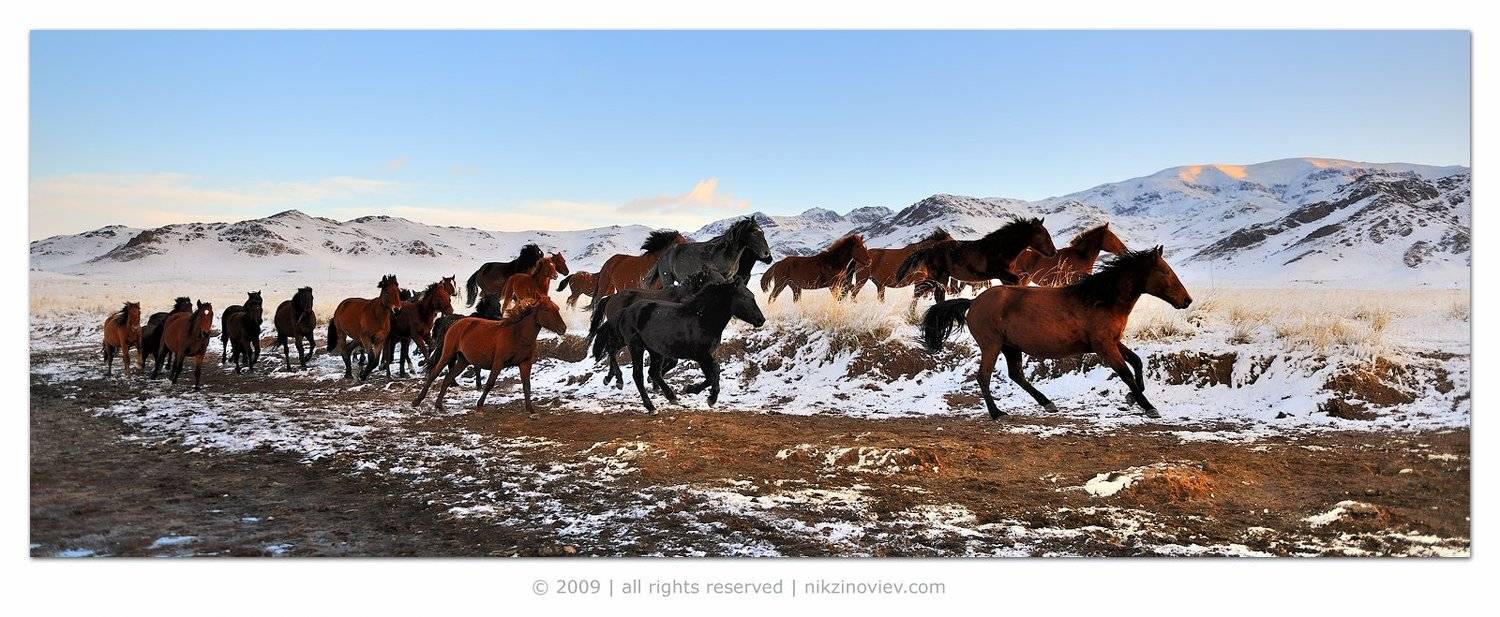 казахстан, утро, лошади, Николай Зиновьев