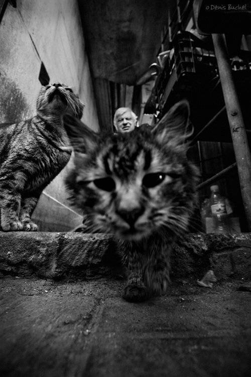 , Denis Buchel