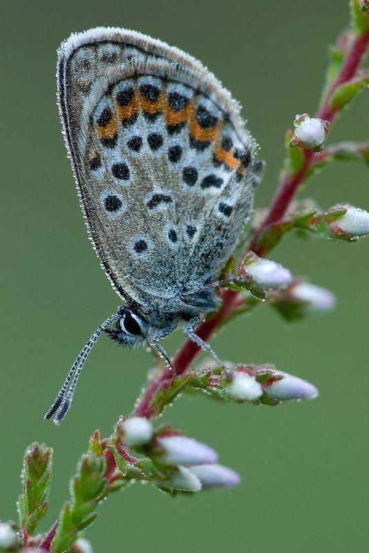 бабочка, роса, утро Утро нежности фото превью