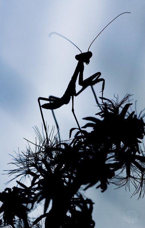 богомол, 2-3 линька, макро Воин ночи фото превью