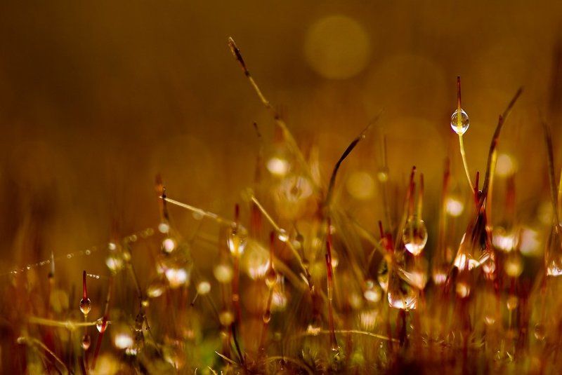 мох, капли, осень Капли и мох фото превью