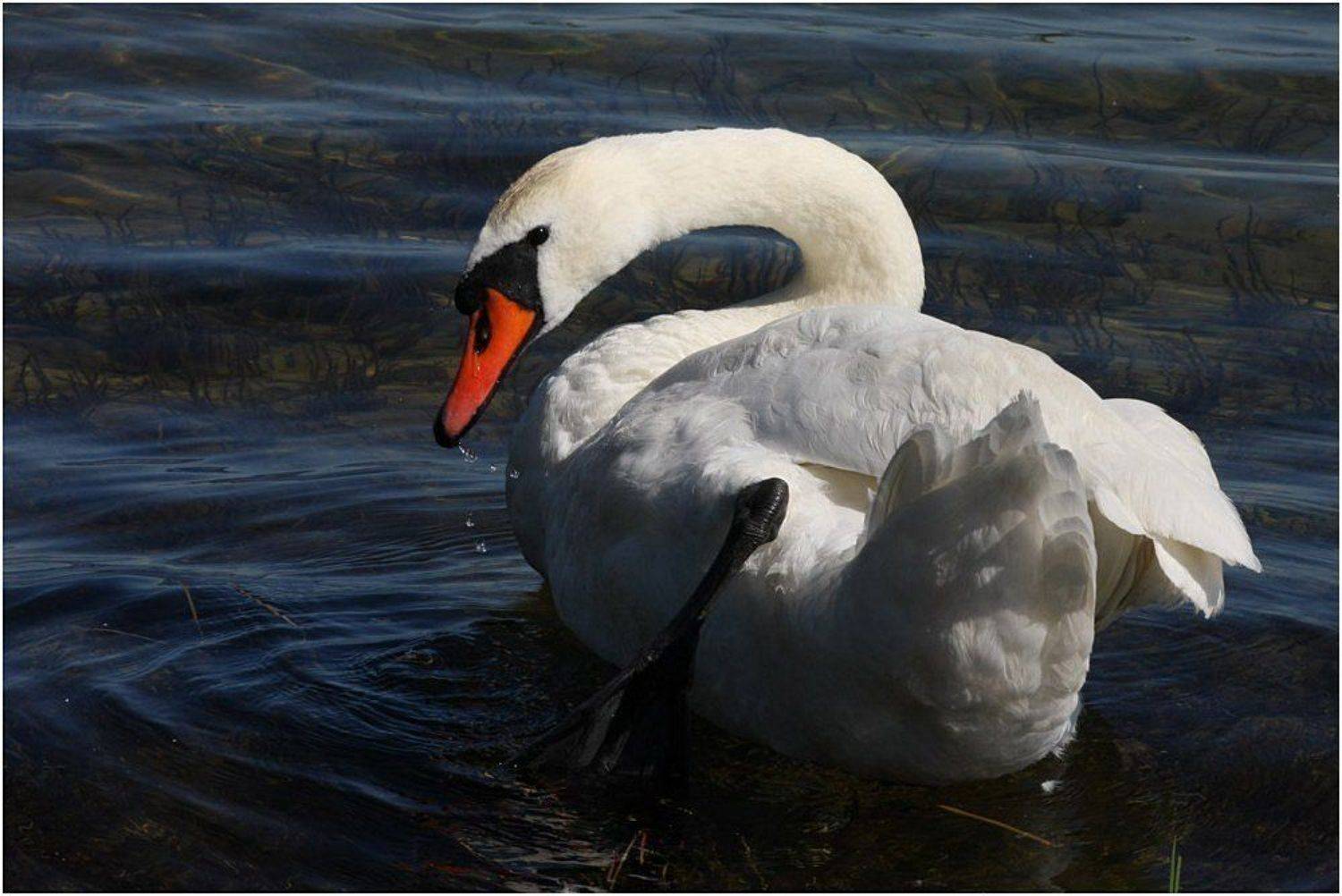 озеро, лебедь, Игорь Шевченко