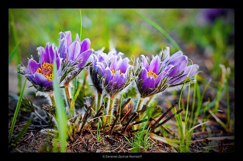 красноярск, лето, цветы, город, трава  фото превью