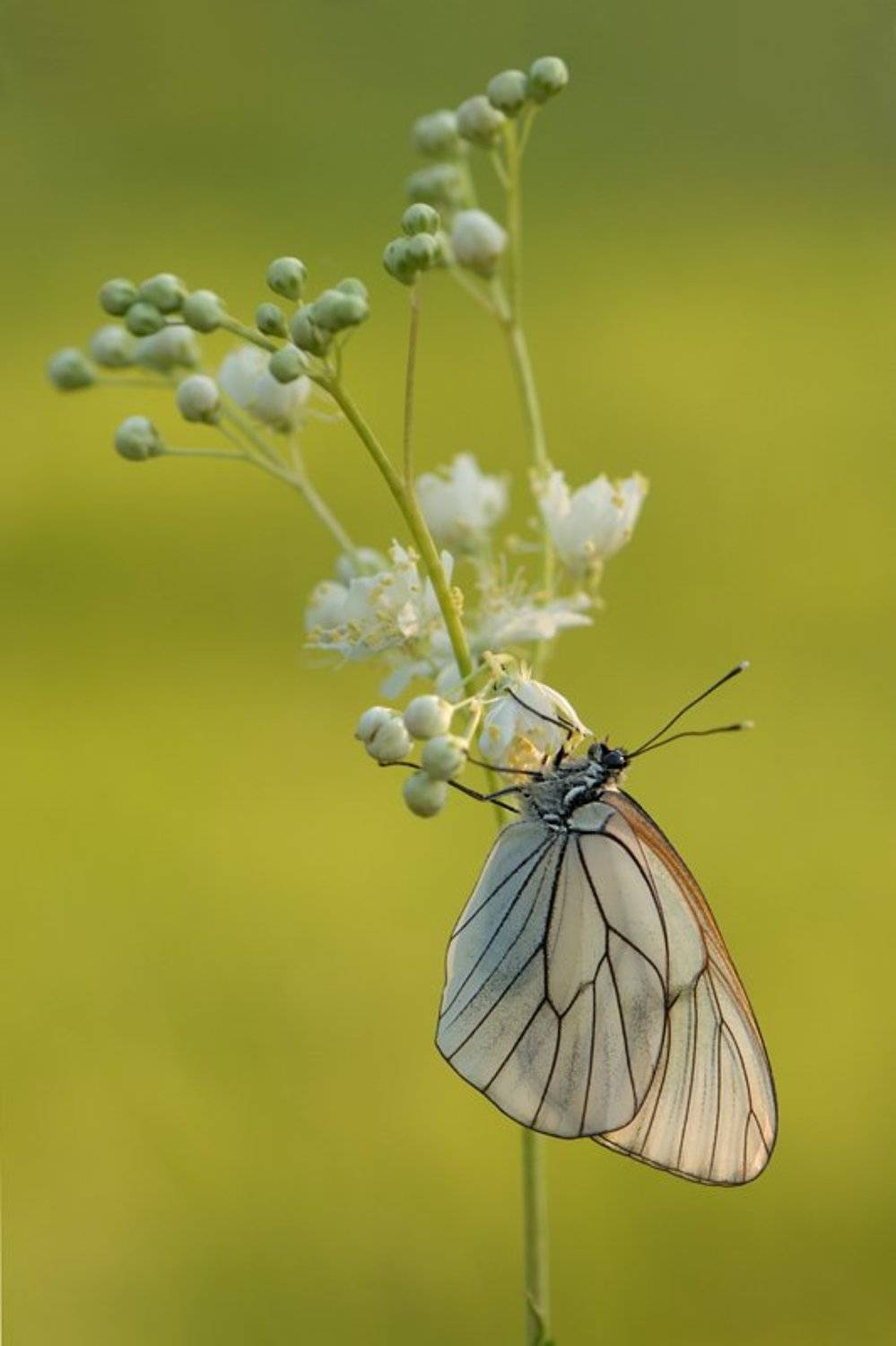 природа, лето, утро, рассвет, бабочка, боярышница, Наталья Дралова