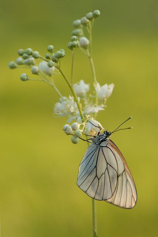 природа, лето, утро, рассвет, бабочка, боярышница Боярышница фото превью