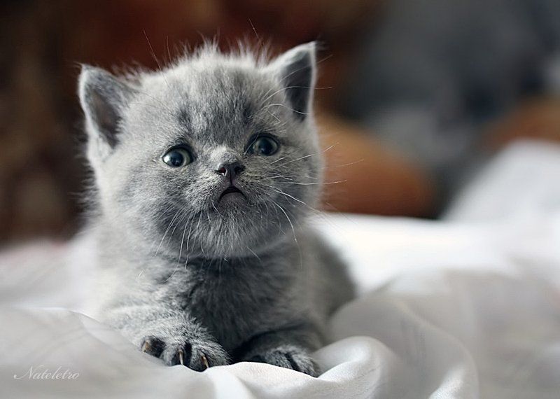 Детский мир фото превью