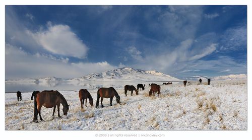 Степные травы накормят, горные реки напоят ...