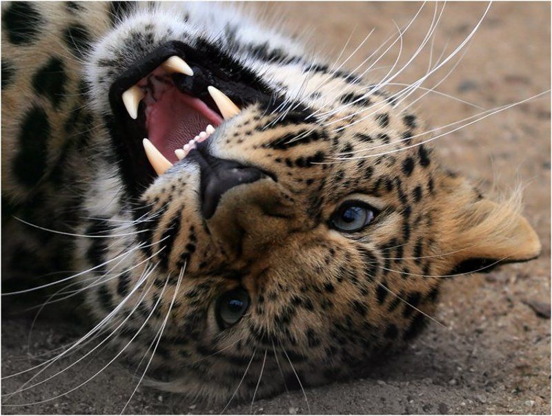 злюка фото превью