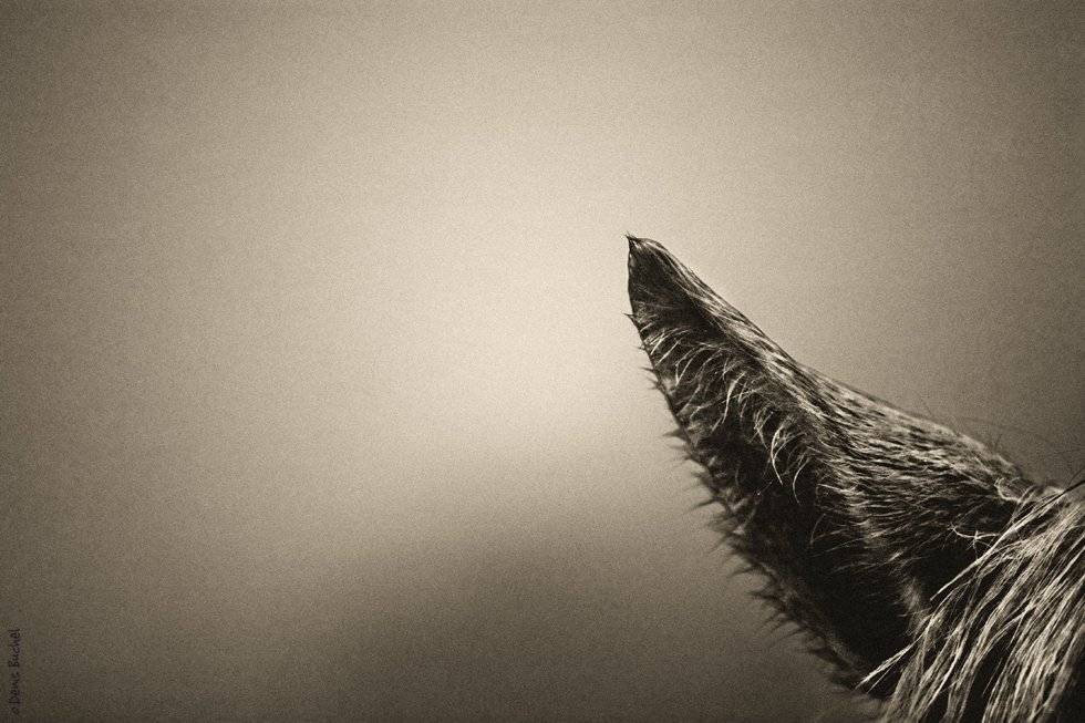 , Denis Buchel