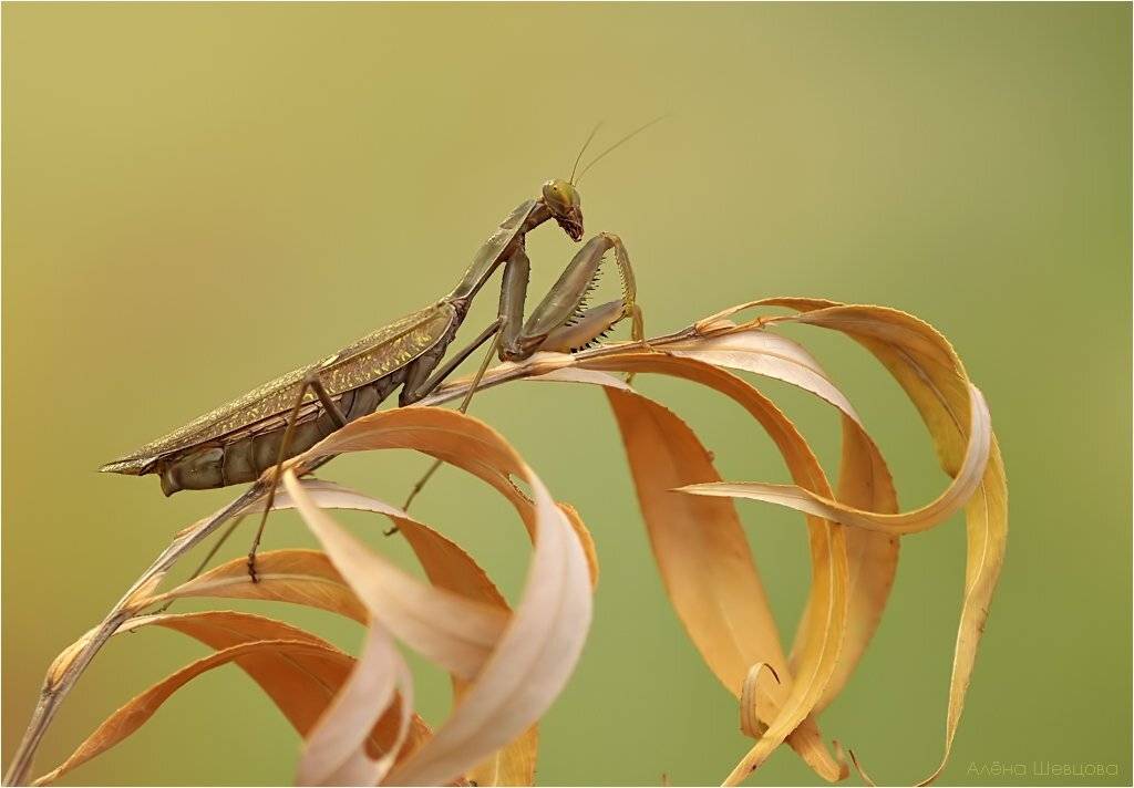 , Алена Шевцова
