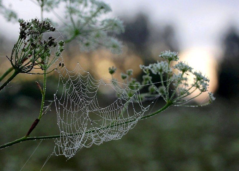 лето,роса,восход,паутинка УШЕДШЕГО ЛЕТА  НЕЖНОСТЬ  ЩЕМЯЩАЯ фото превью