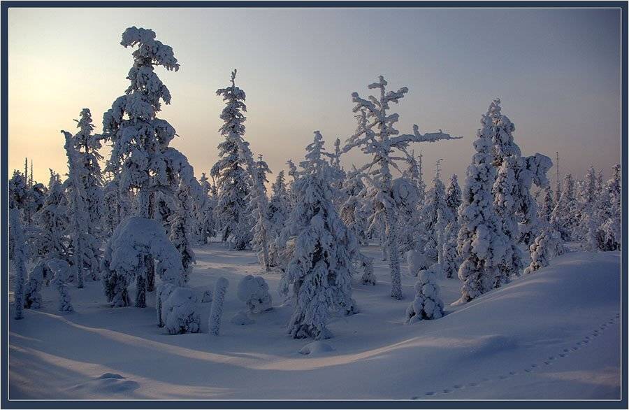 тайга,мороз,зима,якутия, Солодухин Виктор
