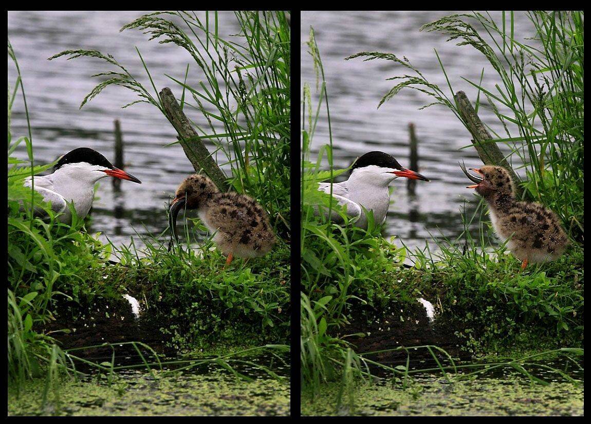 птенец, чайка, кормление, Василий Черкасский