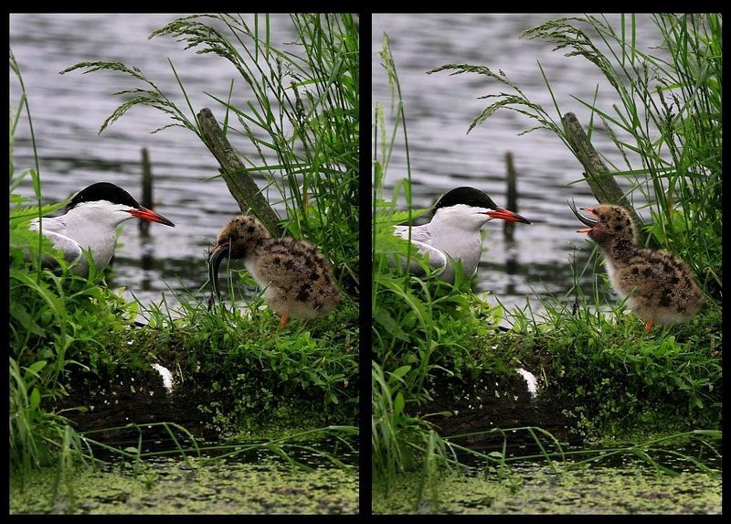 птенец, чайка, кормление Проглот фото превью