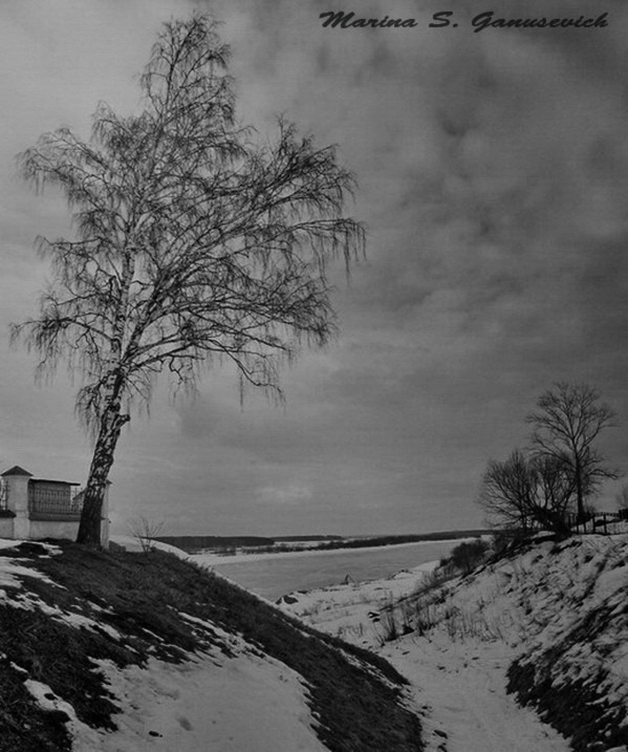 пейзаж, береза,, Marina S. Ganusevich