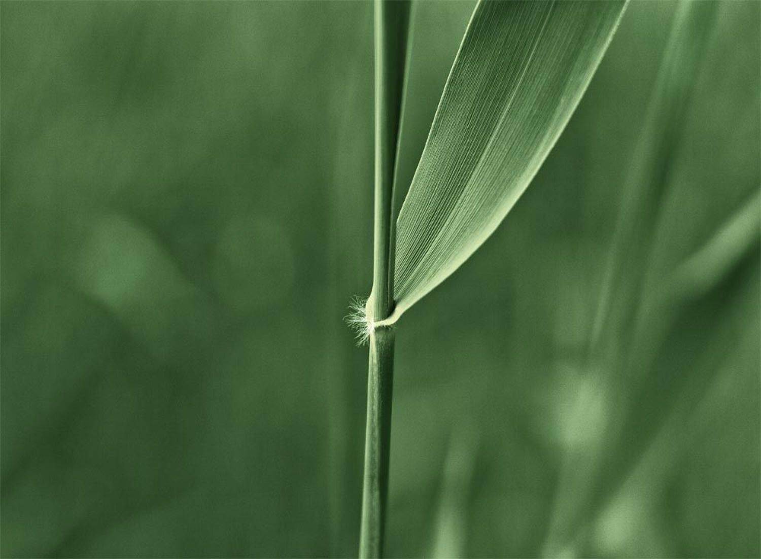 , Смирнов Павел