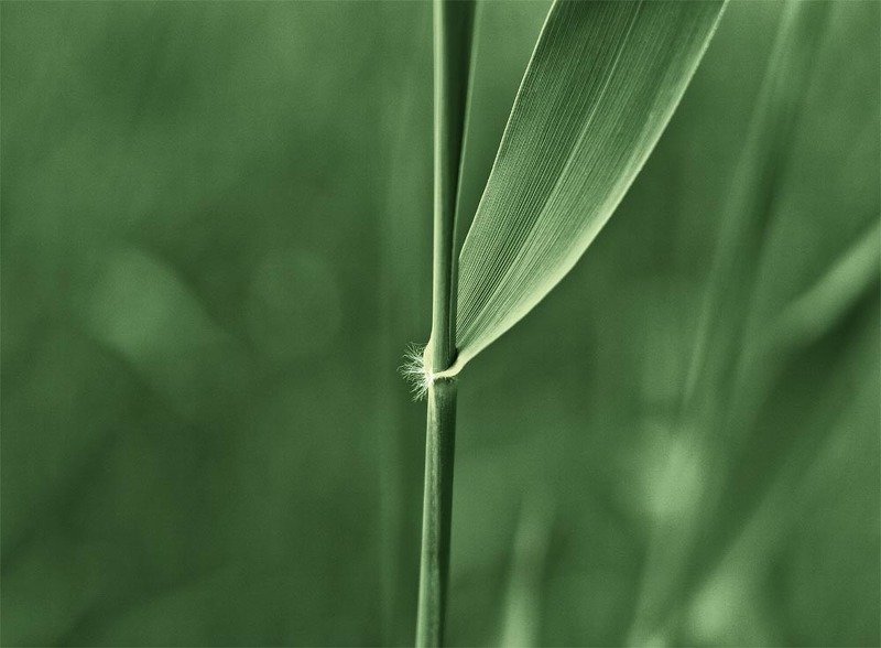 Green фото превью