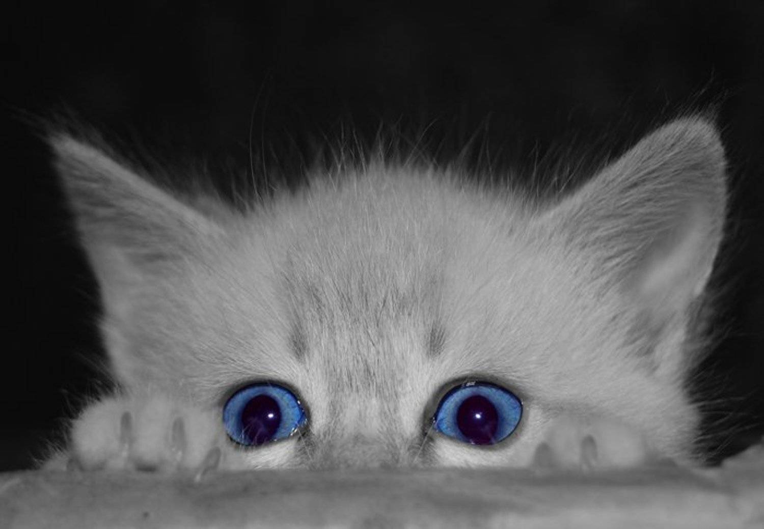 котенок, глаза, Артем Парамонов