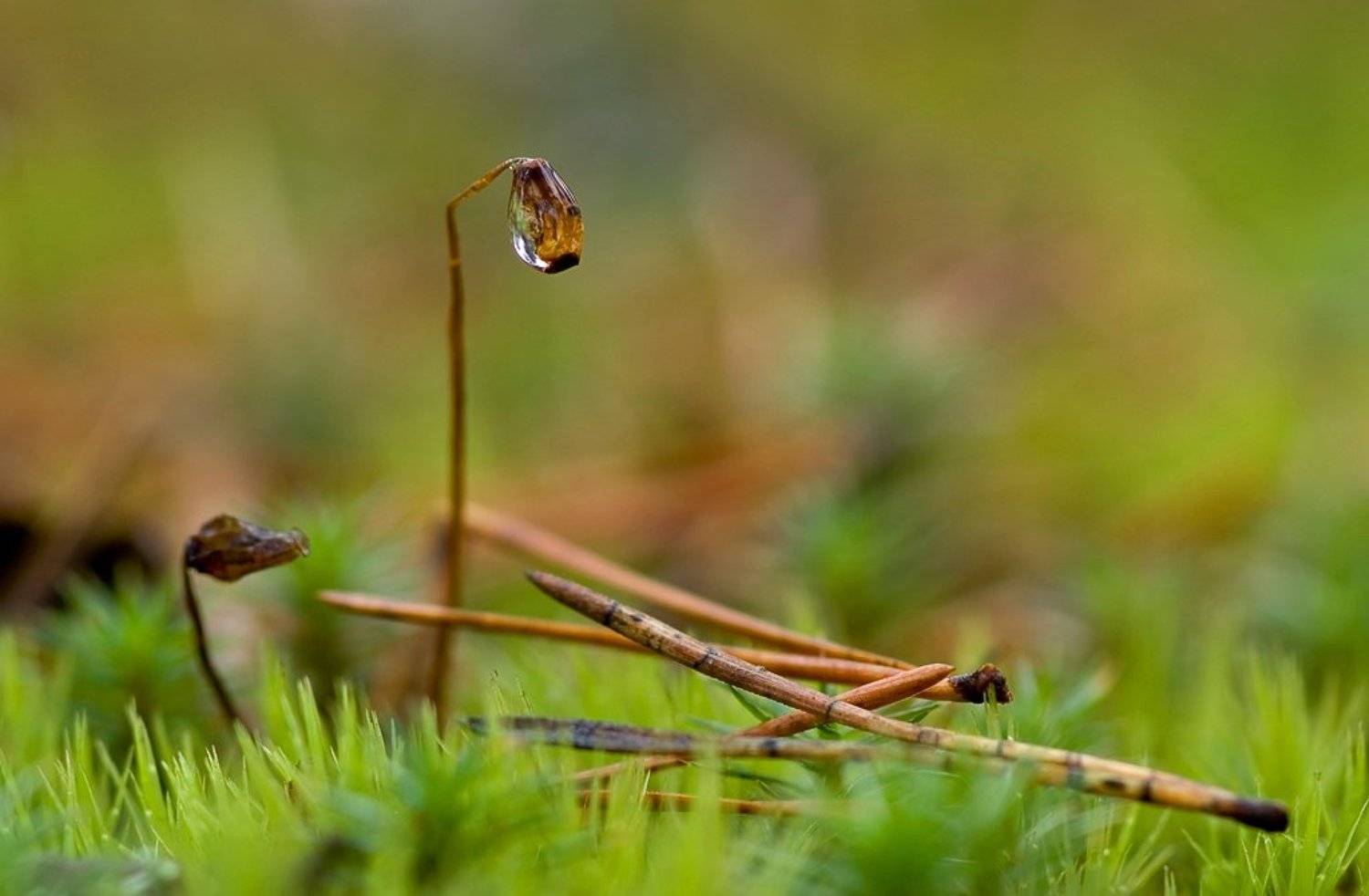 осень, капля, мох, Юлия