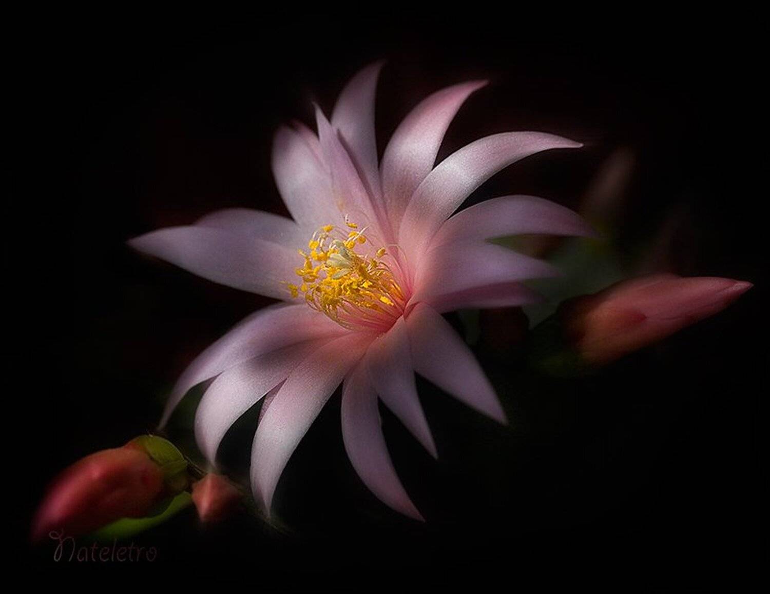 кактус, рапсалидопсис, Nateletro