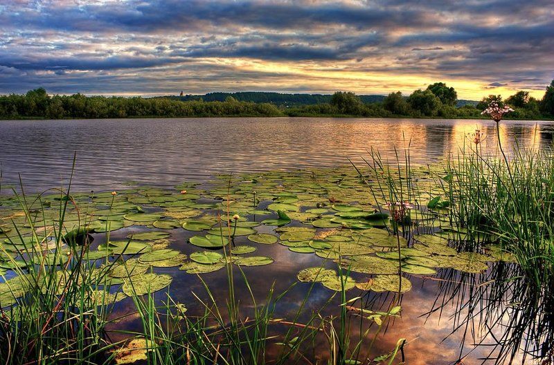 кувшинки, закат, река кувшинки на закате фото превью