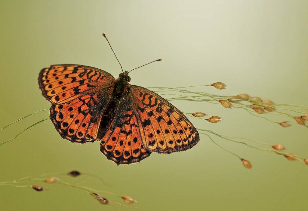 , Алена Шевцова