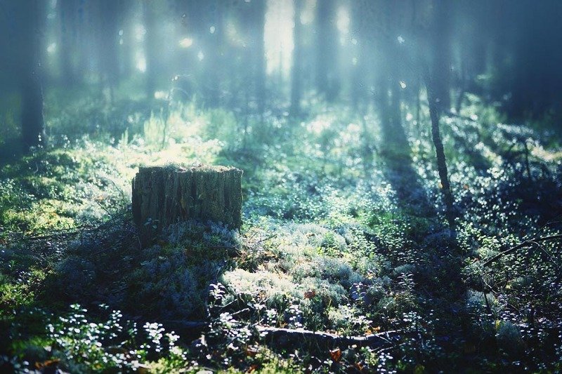 Лес утро фото превью