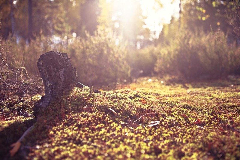 Лес вечер фото превью