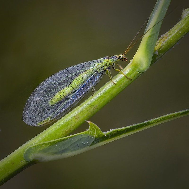 златоглазка НЕобыкновенная... фото превью
