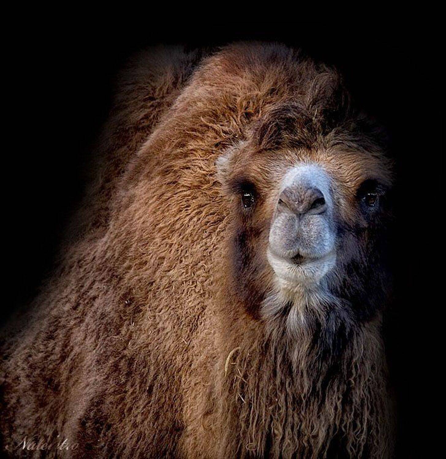 верблюд, Nateletro