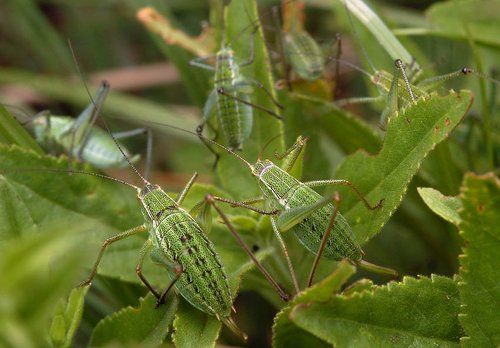 Нашествие кузнечика изофия крымская (Isophia taurica)
